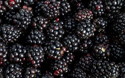 Kupina Triple Crown – Kraljica ukusa i prinosa u domaćem voćnjaku