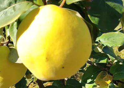 Dunje sa gazdinstva Đokić - Hrabri Brđanin