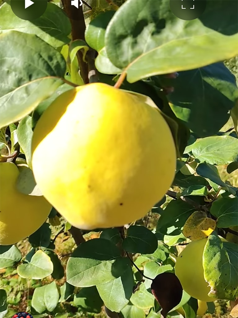 Dunje sa gazdinstva Đokić - Hrabri Brđanin