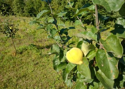 Dunje - gazdinstvo Đokić - Ribaševina - Hrabri Brđanin