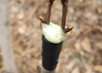 Kalem - Hrabri brđanin