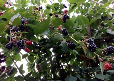 Kupine sa gazdinstva Đokić - Hrabri Brđanin