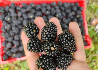 Kupine sa gazdinstva Đokić - Hrabri Brđanin