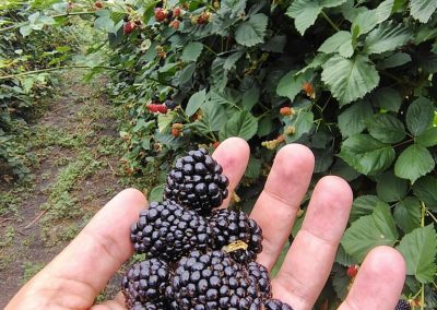 Kupina triple crown - Hrabri Brđanin