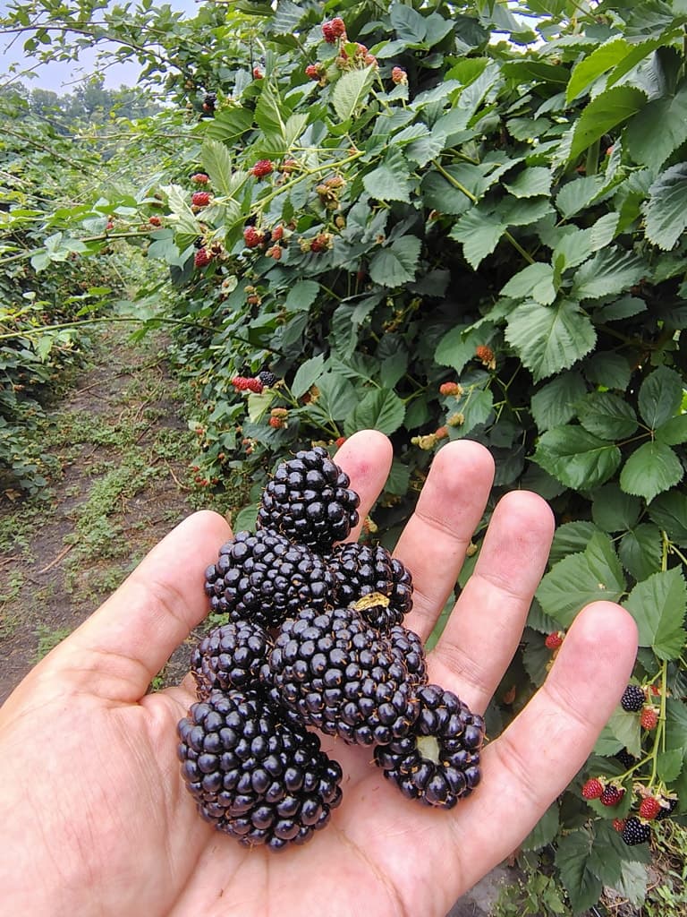 Kupine sa gazdinstva Đokić - Hrabri Brđanin