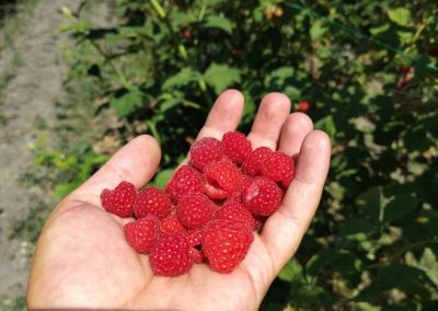 Maline sa gazdinstva Đokić - Hrabri Brđanin