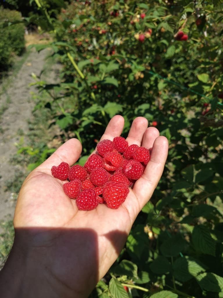 Maline sa gazdinstva Đokić - Hrabri Brđanin
