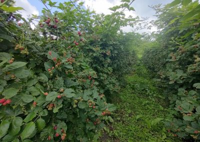 Malinjak Hrabri Brđanin