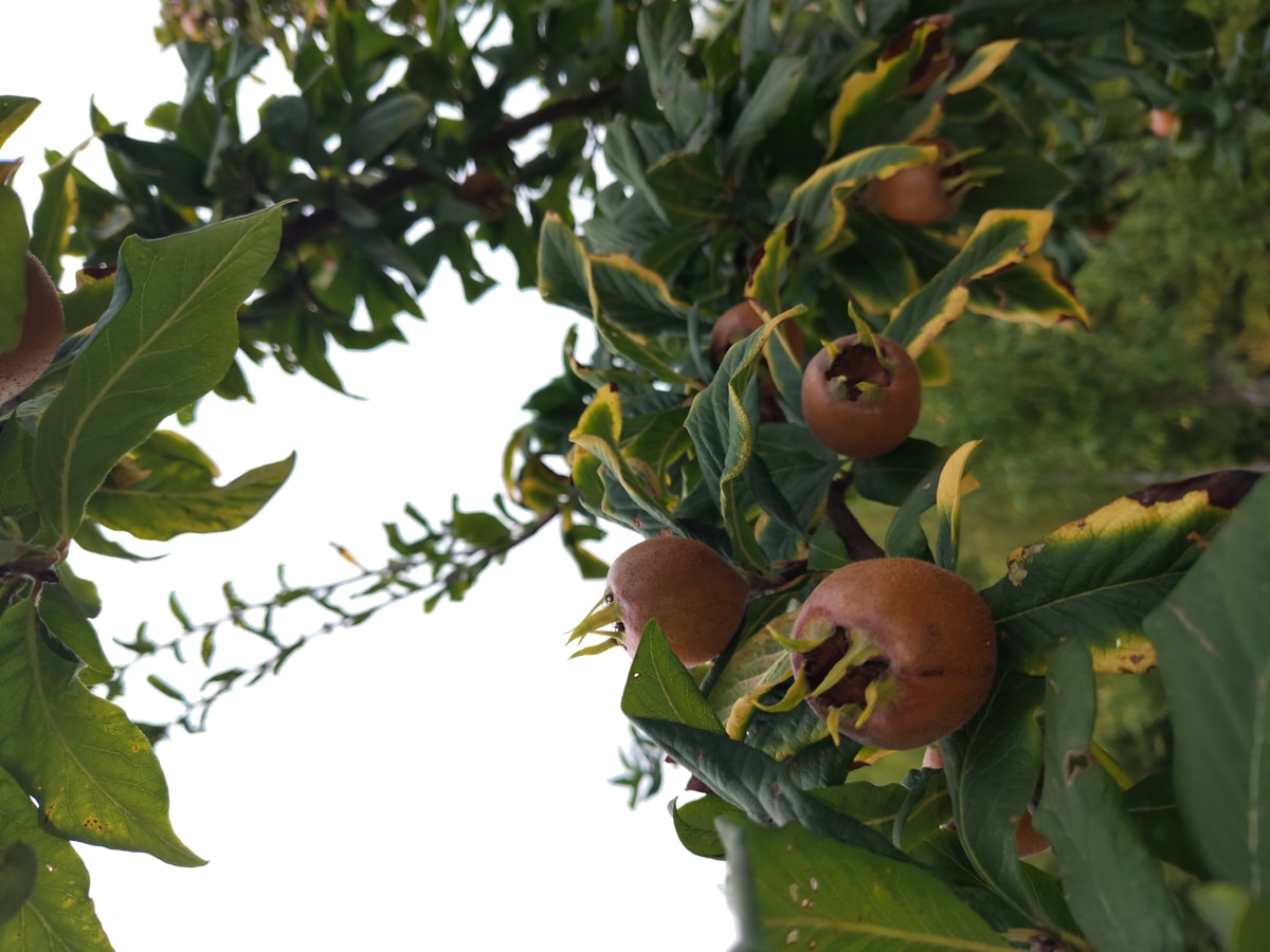 Mušmule sa gazdinstva Đokić - Hrabri Brđanin