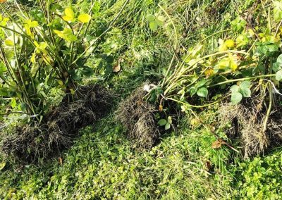 Sadnice - Hrabri brđanin