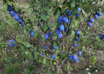Šljive sa gazdinstva Đokić - Hrabri Brđanin