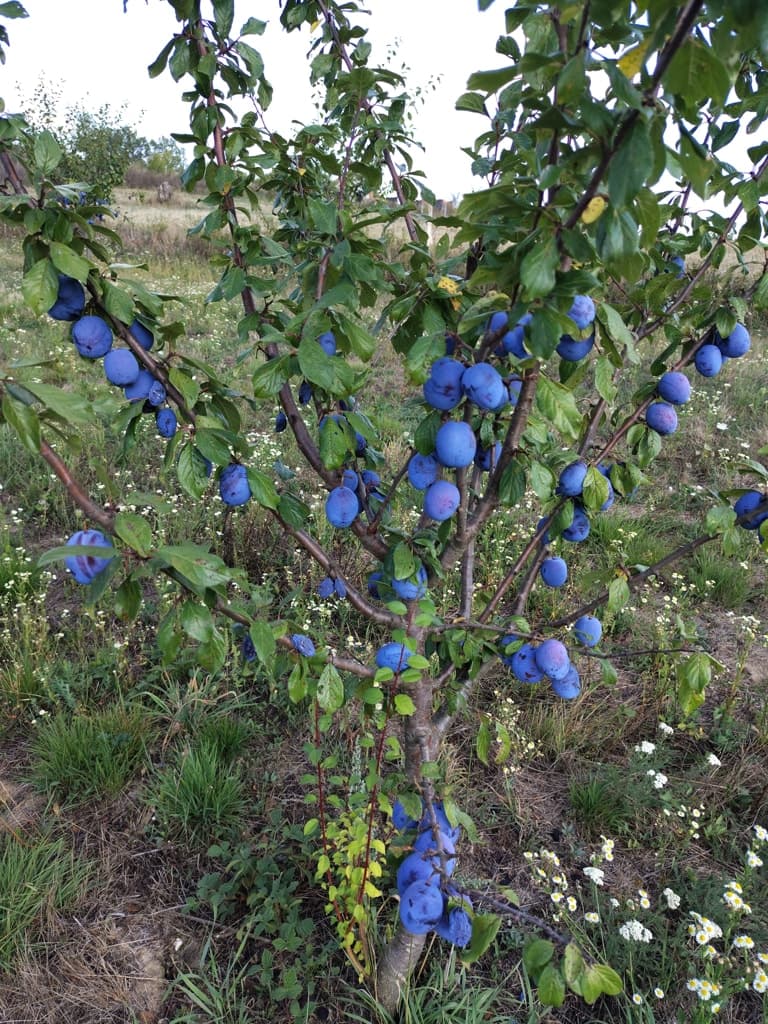 Šljive sa gazdinstva Đokić - Hrabri Brđanin