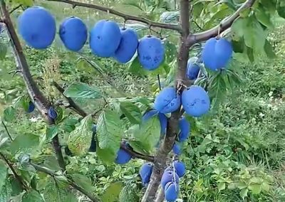 Sveže šljive - Hrabri Brđanin