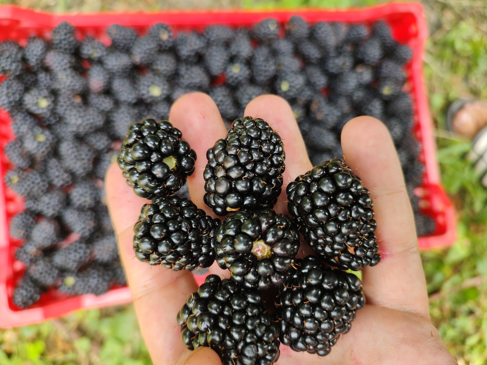 Kupine sa gazdinstva Đokić - Hrabri brđanin