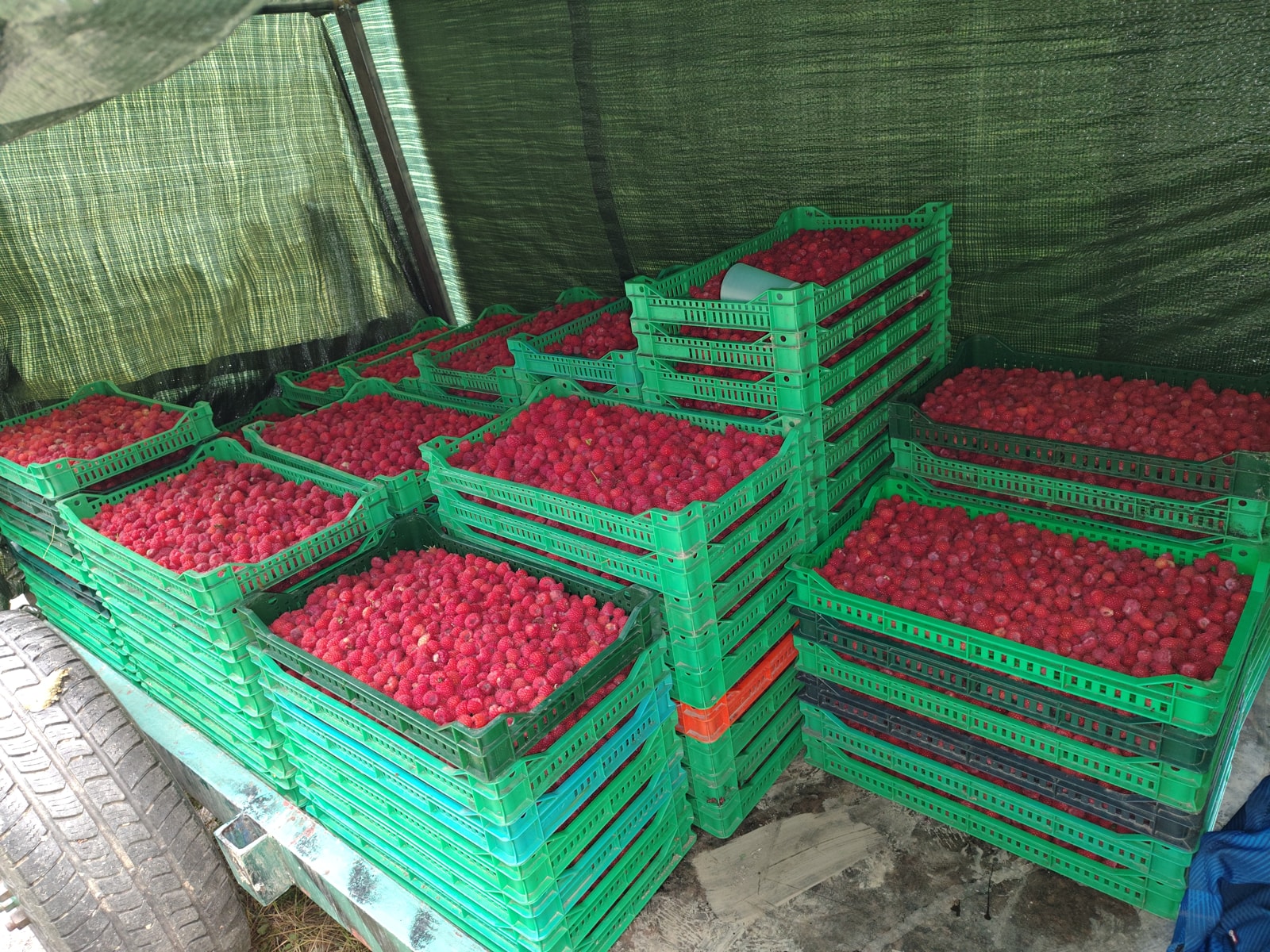 Maline sa gazdinstva Đokić - Hrabri brđanin