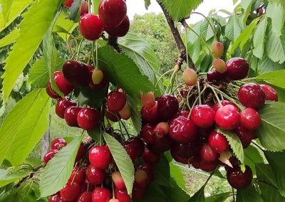 Trešnje iz voćnjaka Hrabri brđanin