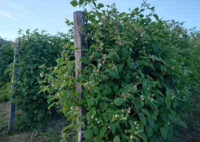 Malinjak gazdinstva Hrabri Brđanin