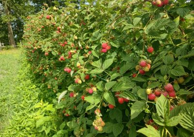 Zrele maline u malinjaku gazdinstva Đokić - Hrabri Brđanin